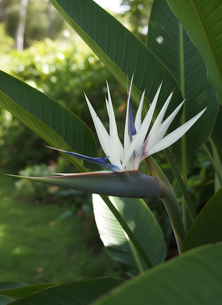 Strelitzia Nicolai 400mm Pot for sale Adelaide Plant Co
