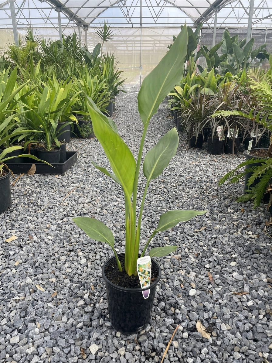 Strelitzia Reginae 140mm Pot for sale Adelaide Plant Co