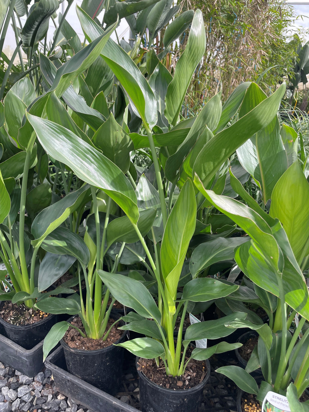 Strelitzia Reginae 170mm Pot for sale Adelaide Plant Co