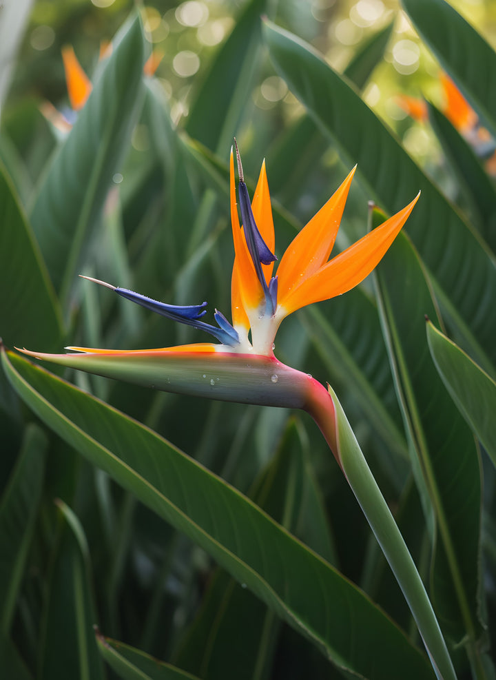 Strelitzia Reginae for sale Adelaide Plant Co
