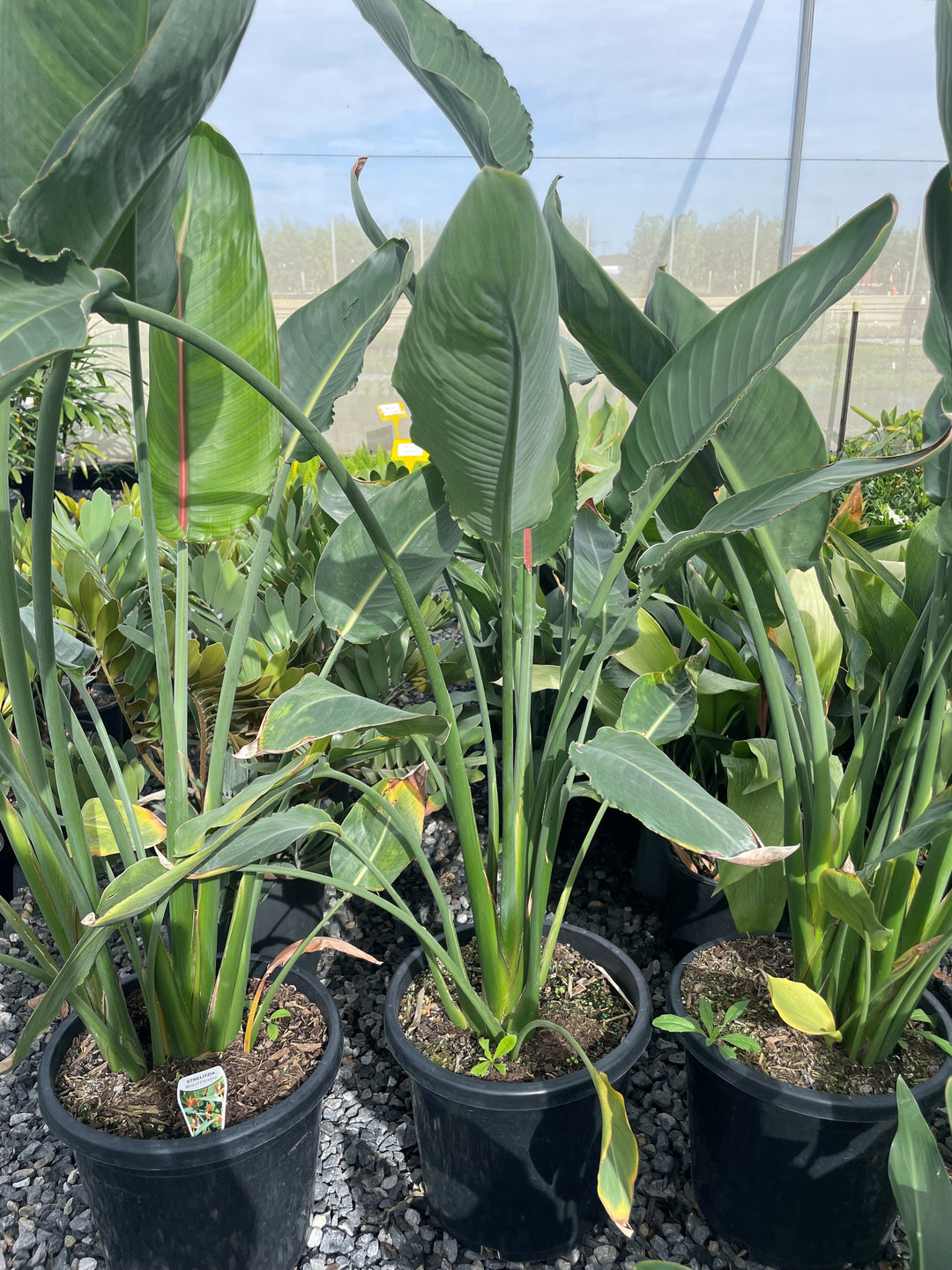 Strelitzia Reginae 300mm Pot for sale Adelaide Plant Co
