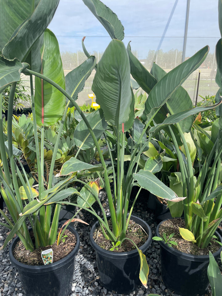 Strelitzia Reginae 300mm Pot for sale Adelaide Plant Co