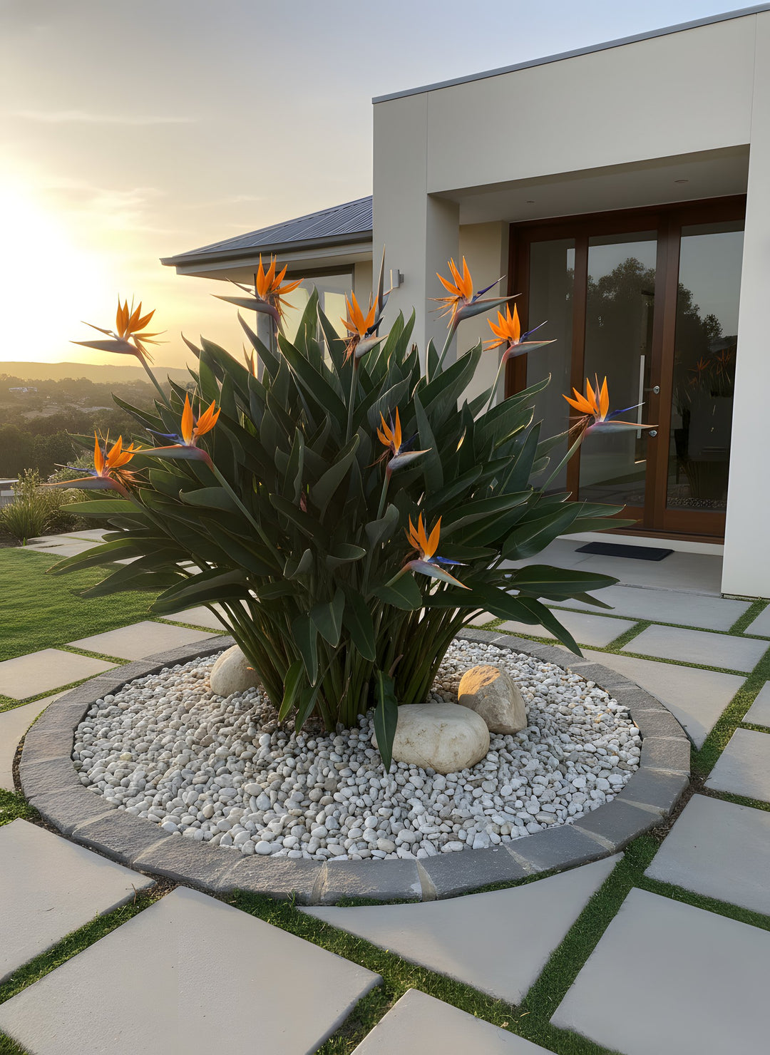 Strelitzia Reginae 140mm Pot for sale Adelaide Plant Co