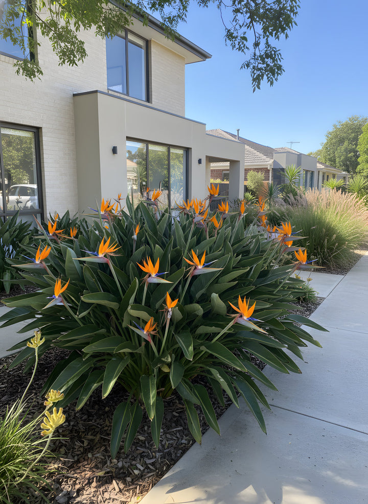 Strelitzia Reginae 200mm Pot for sale Adelaide Plant Co