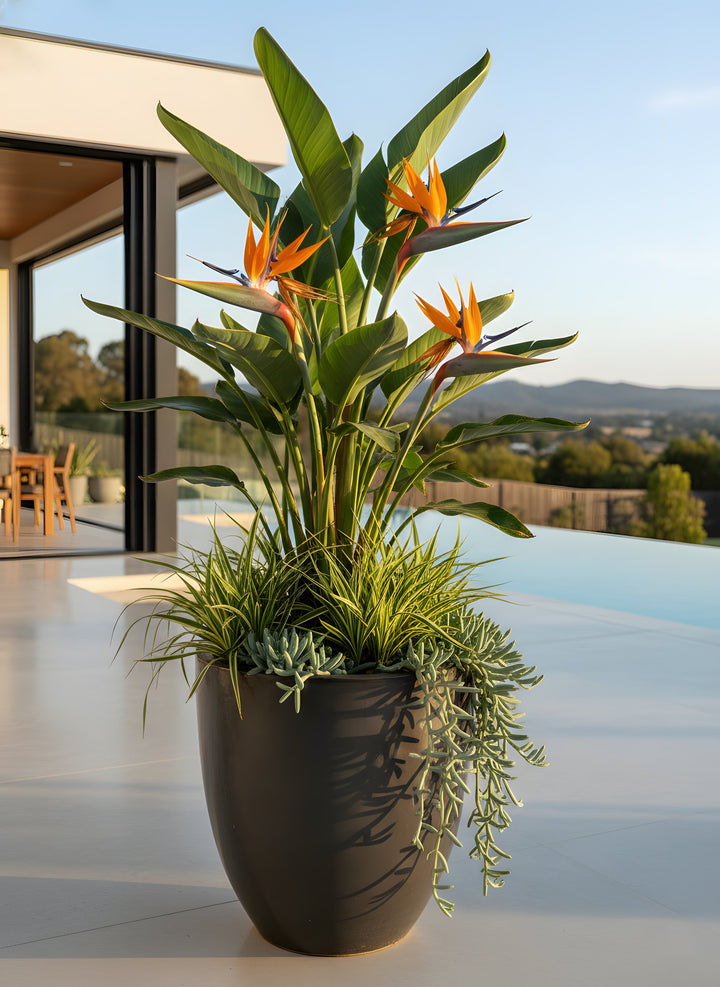 Strelitzia Reginae for sale Adelaide Plant Co
