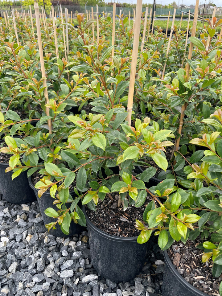 Syzygium Australe &