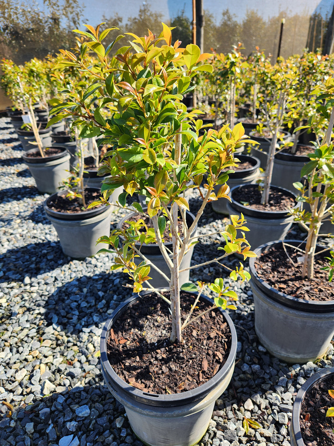Syzygium Australe 'Backyard Bliss'