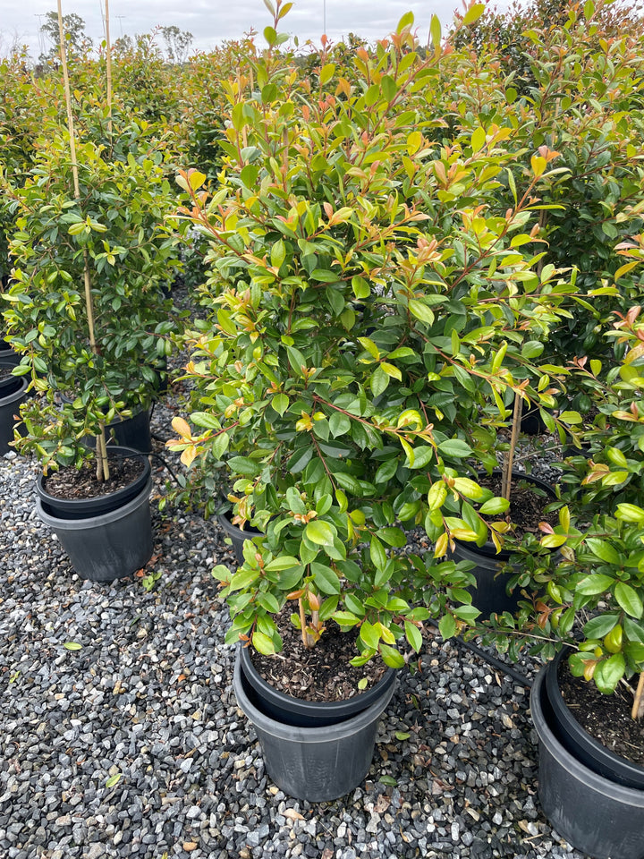 Syzygium Australe 'Backyard Bliss'