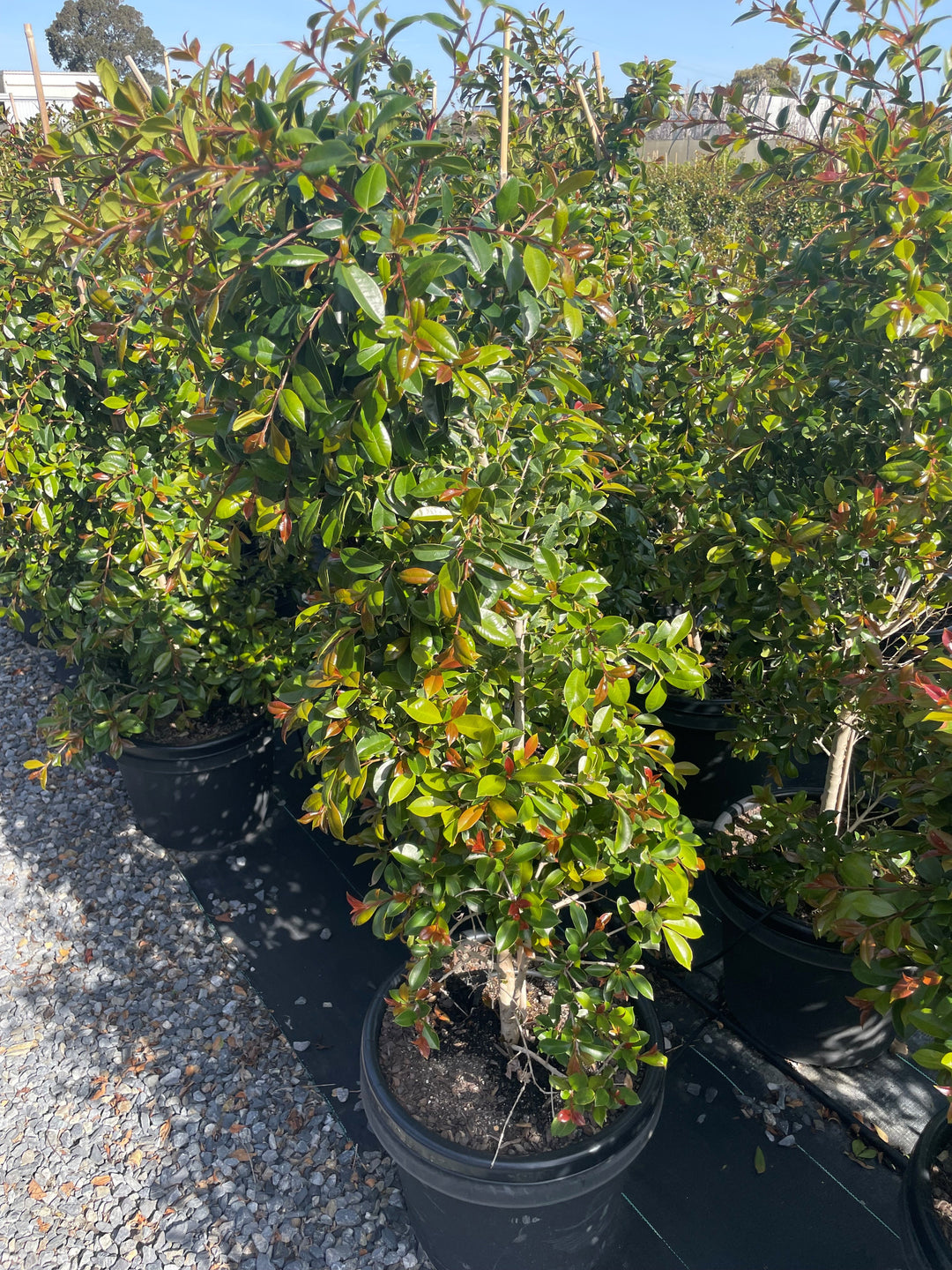 Syzygium Australe &