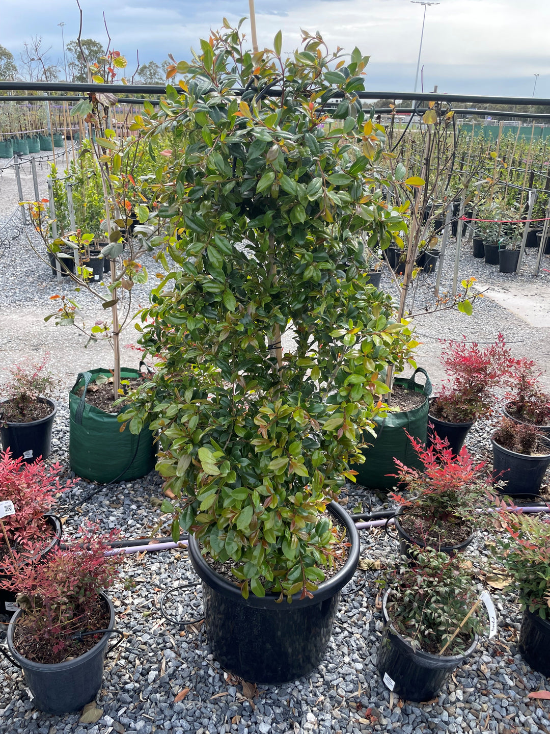 Syzygium Australe &