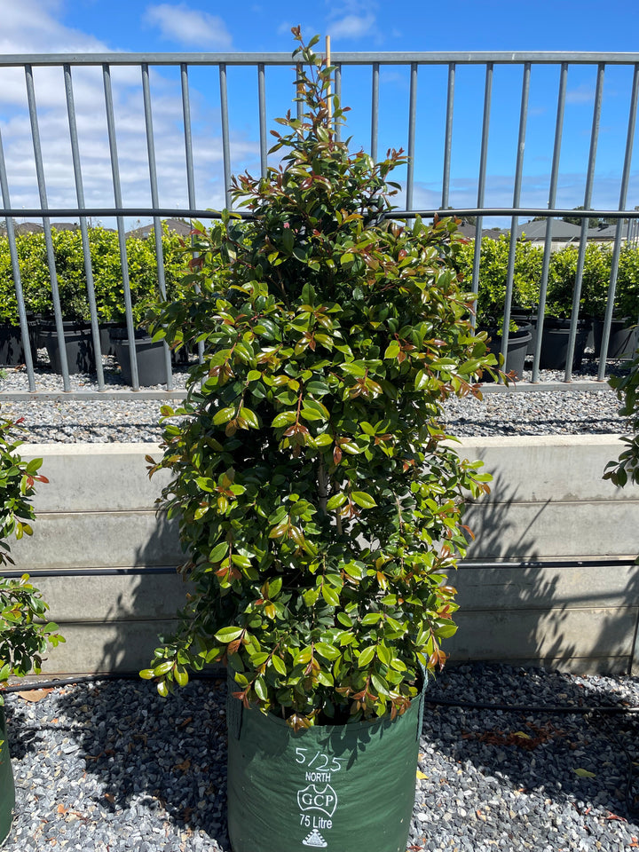 Syzygium Australe 'Backyard Bliss'