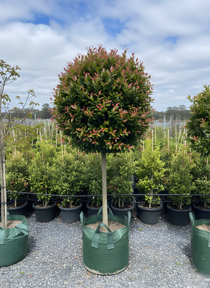 STANDARD / Syzygium australe &