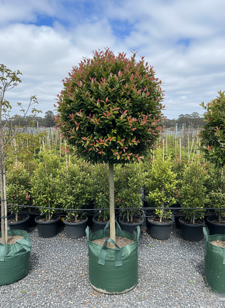 STANDARD / Syzygium australe 'Backyard bliss'