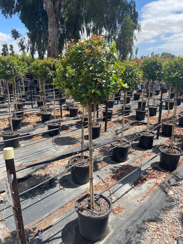 STANDARD / Syzygium australe &