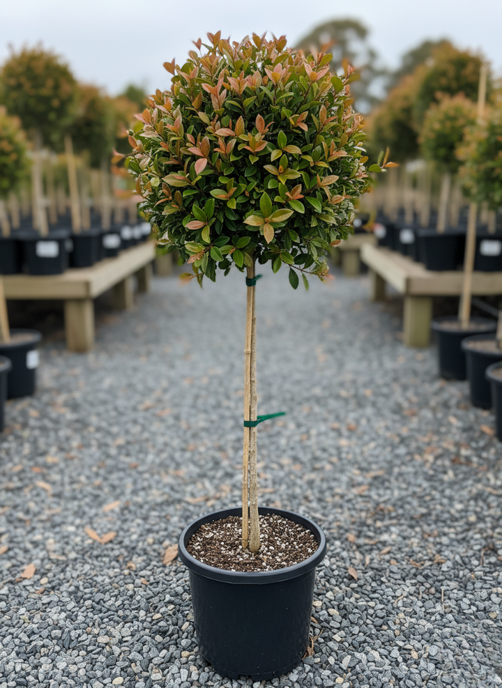 STANDARD / Syzygium australe 'Backyard bliss'