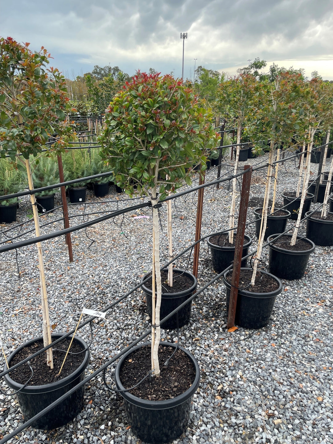 STANDARD / Syzygium australe 'Backyard bliss'