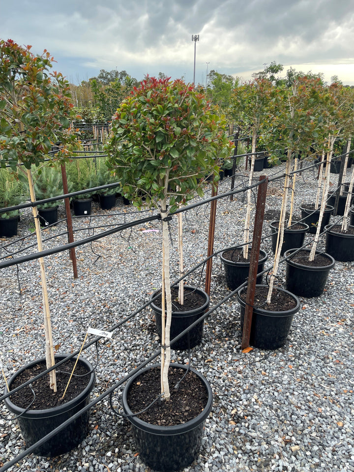 STANDARD / Syzygium australe 'Backyard bliss'