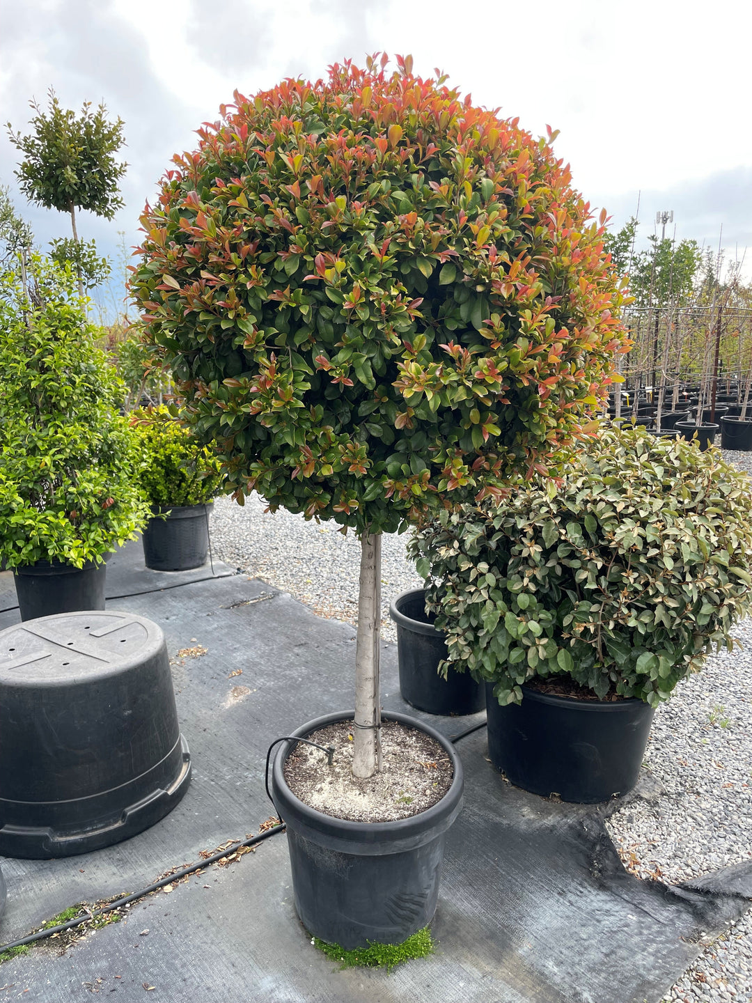 STANDARD / Syzygium australe 'Backyard bliss'