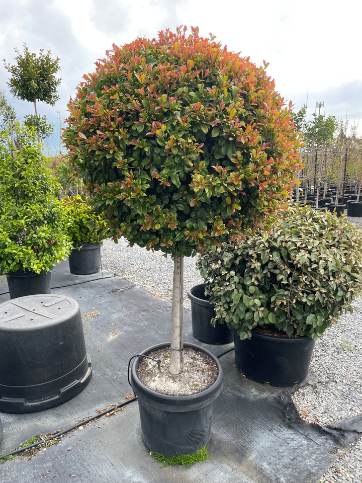 STANDARD / Syzygium australe 'Backyard bliss'