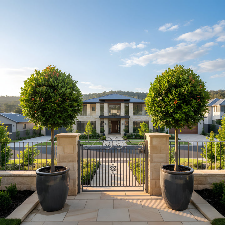STANDARD / Syzygium australe &