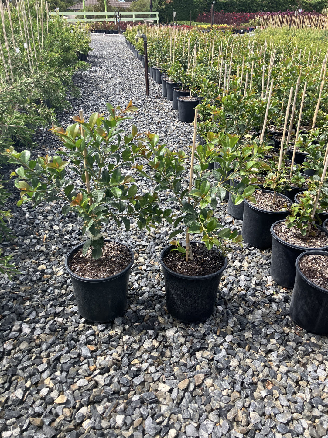 Syzygium Australe &