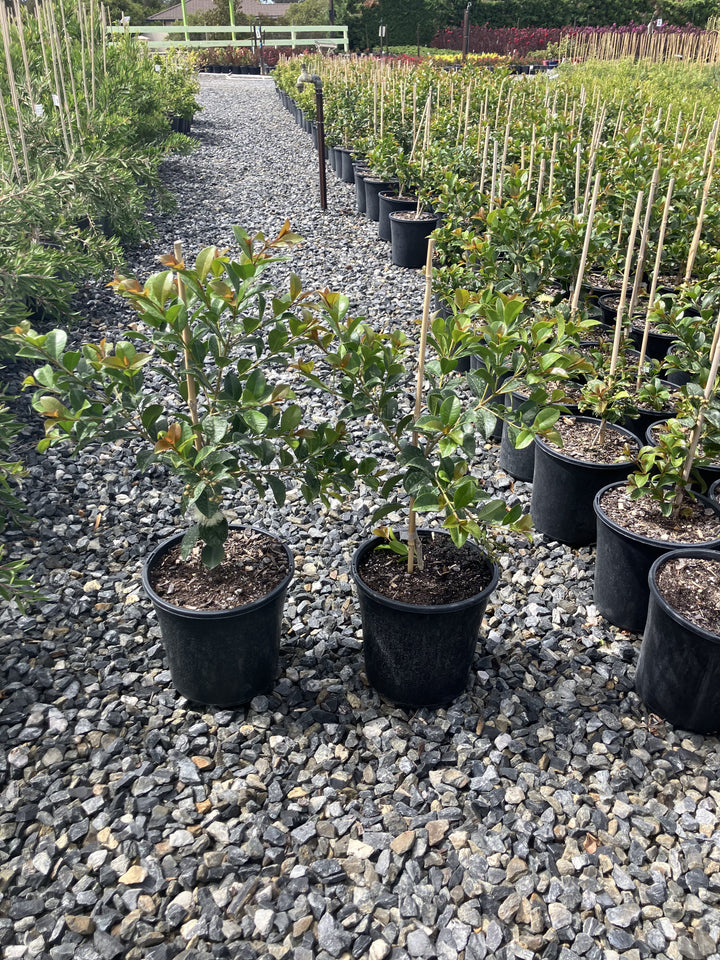 Syzygium Australe &