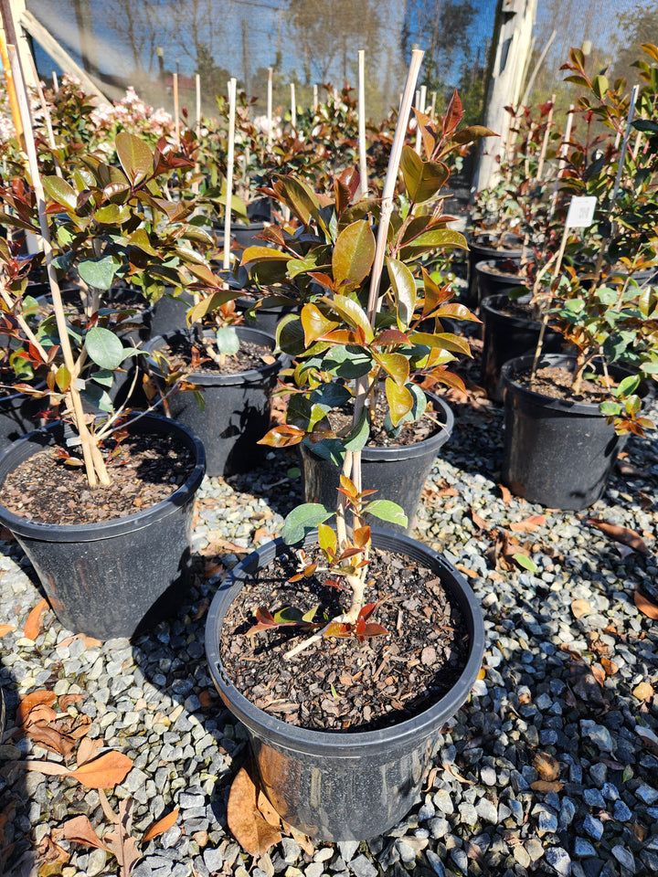 Syzygium Australe 'Big Red'