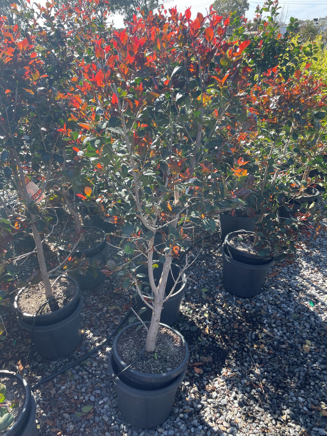 Syzygium Australe &