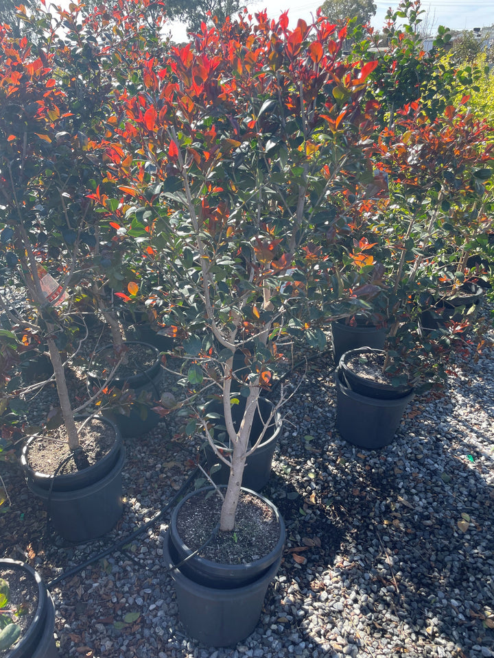 Syzygium Australe &