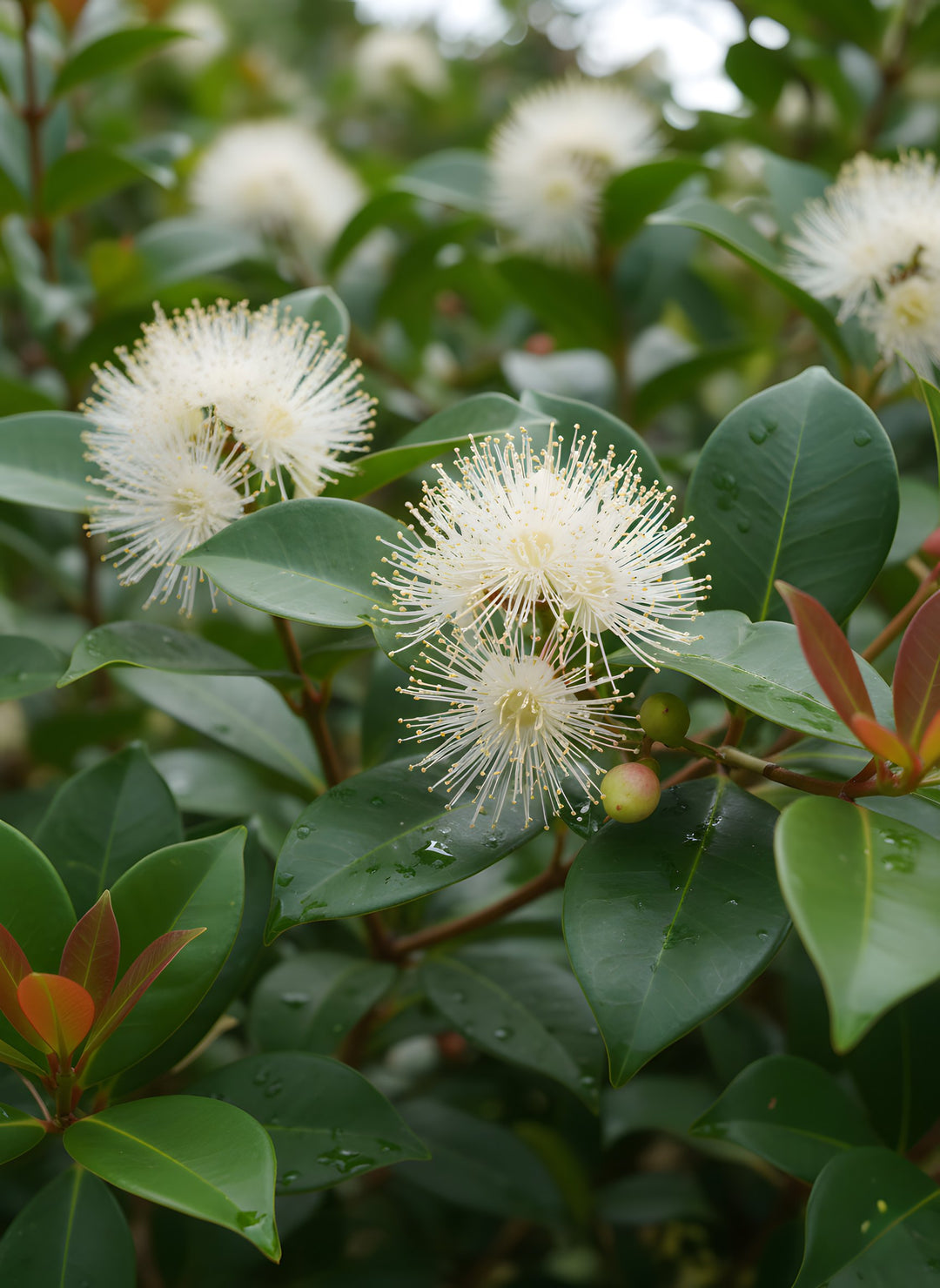 Syzygium Australe 'Big Red' 200mm Pot for sale Adelaide Plant Co