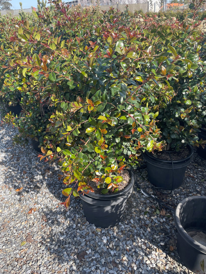 Syzygium Australe 'Big Red'