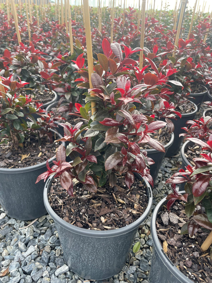 Syzygium australe &