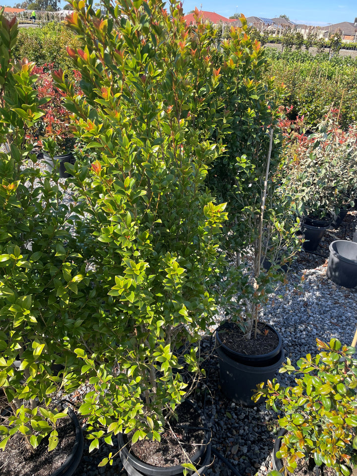 Syzygium Australe 'Hinterland Gold'