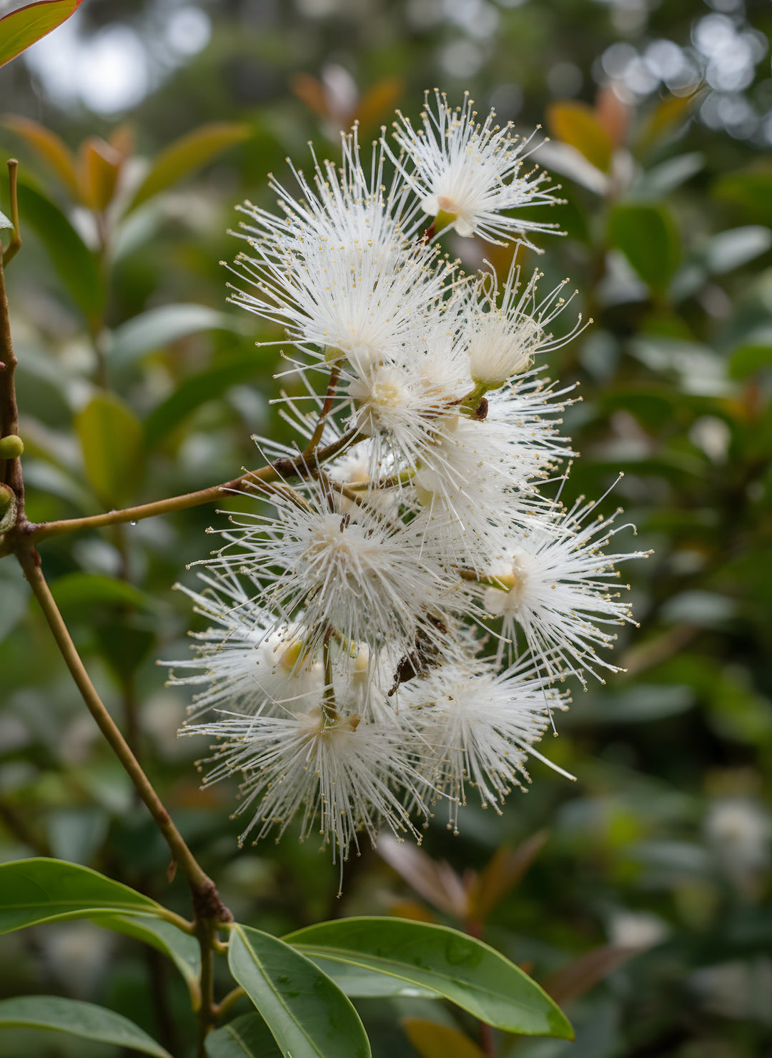 Syzygium Australe 'Pinnacle' 250mm Pot for sale Adelaide Plant Co