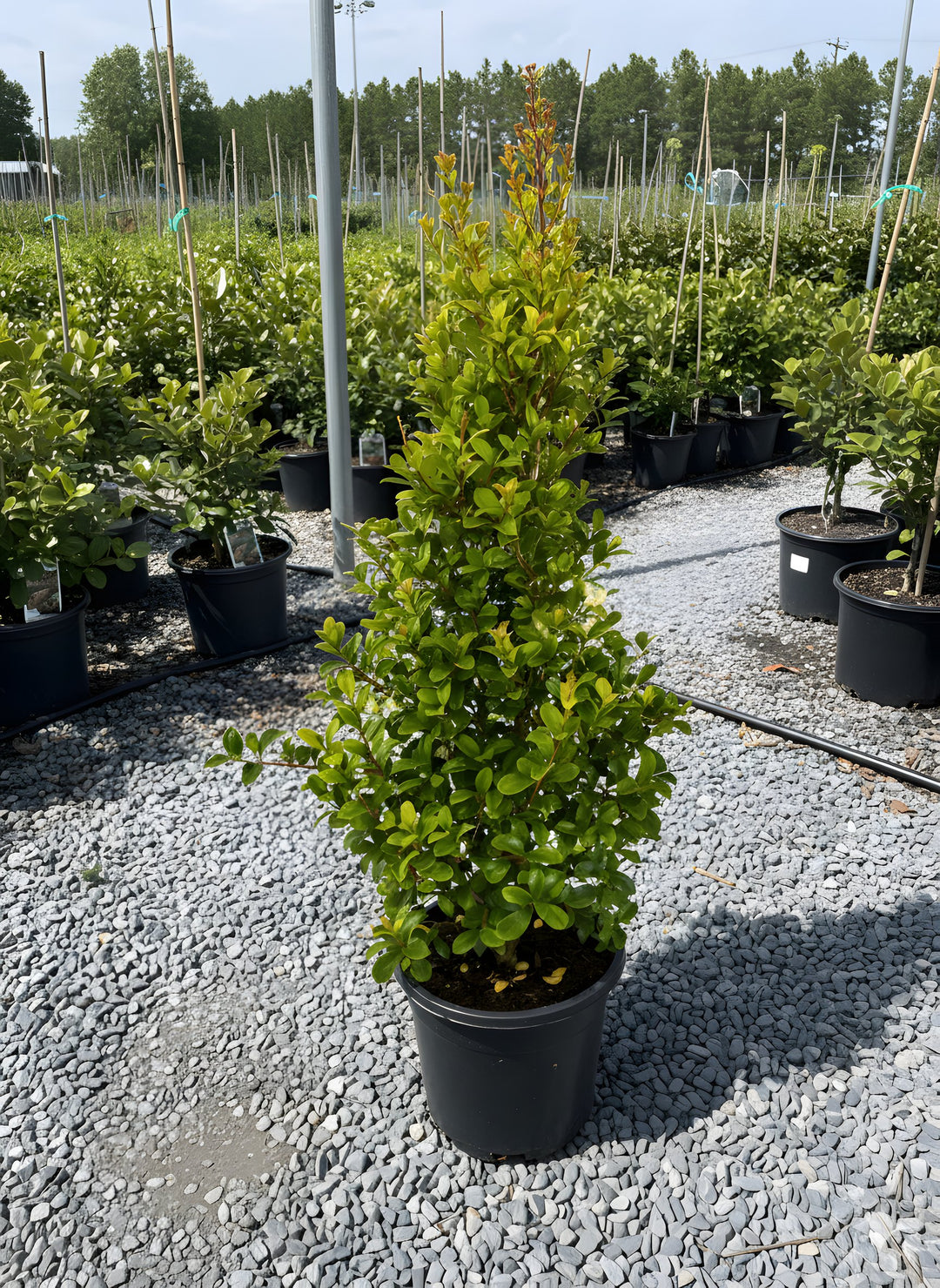 Syzygium Australe &