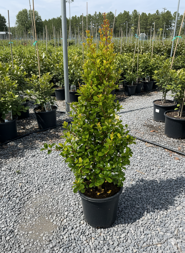 Syzygium Australe 'Red Cliffs'