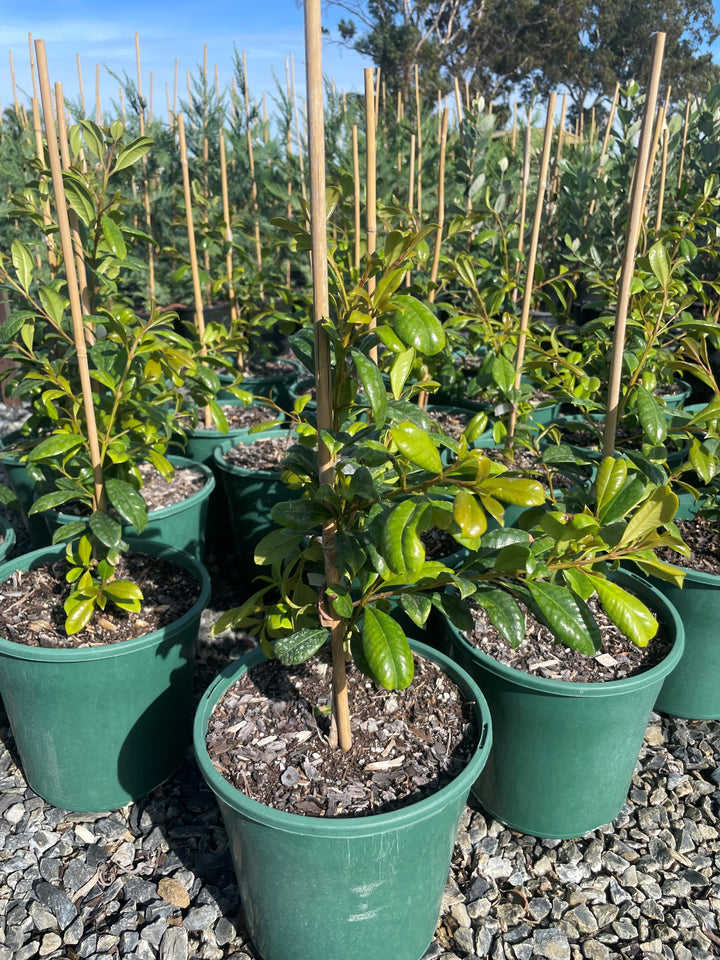 Syzygium Australe &