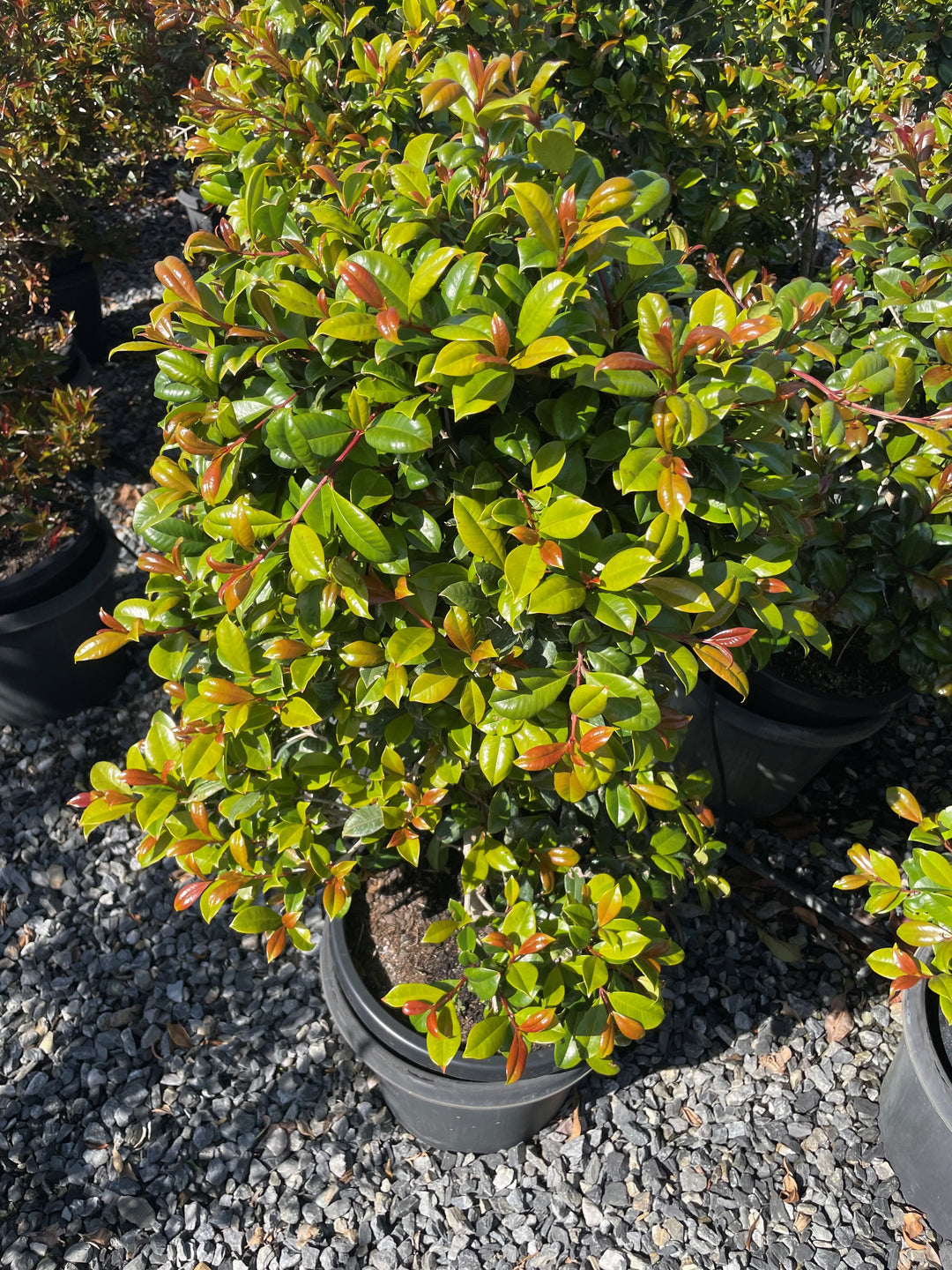Syzygium Australe &