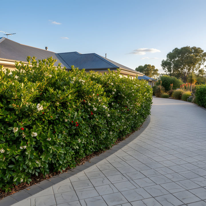 Syzygium Australe &