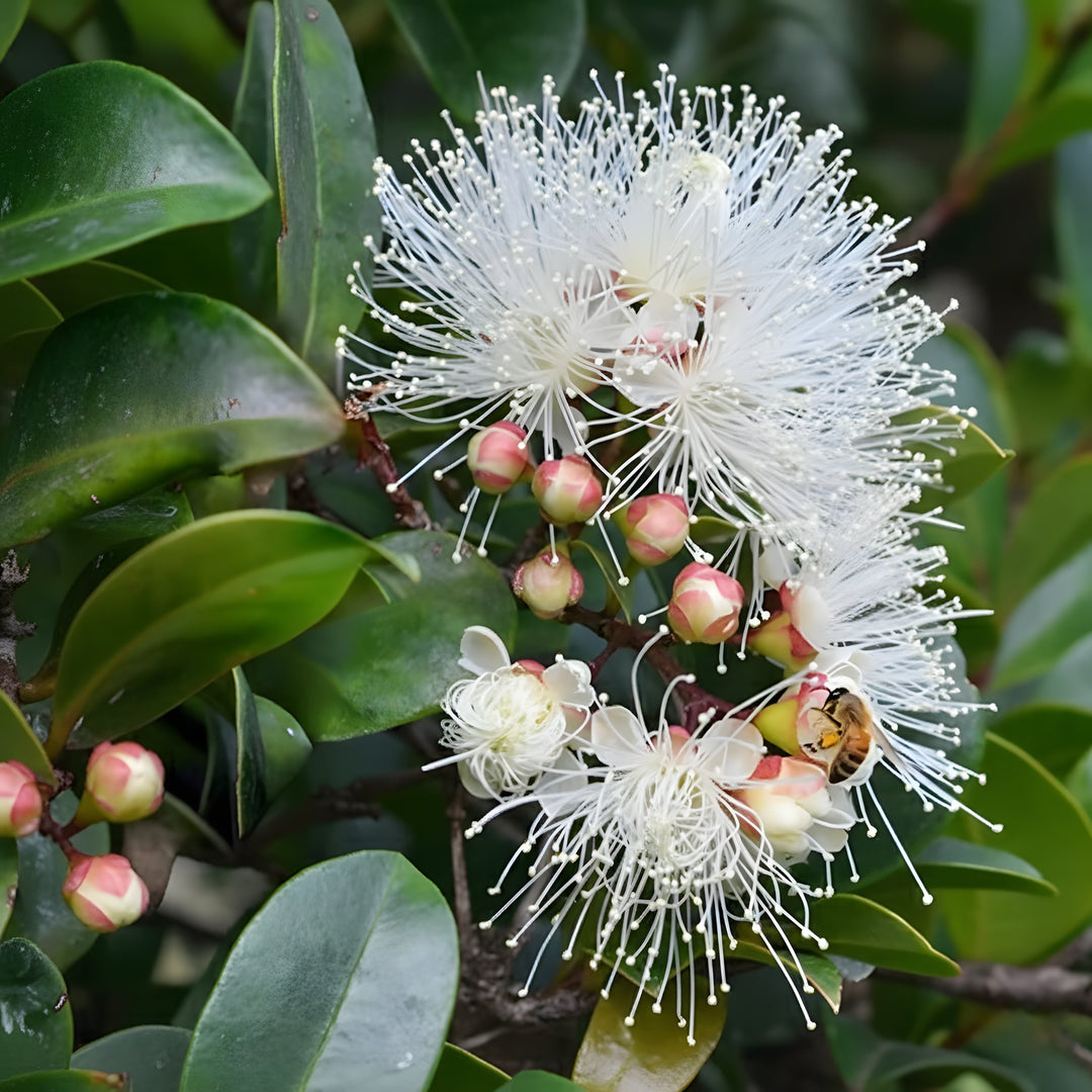 Syzygium Australe &
