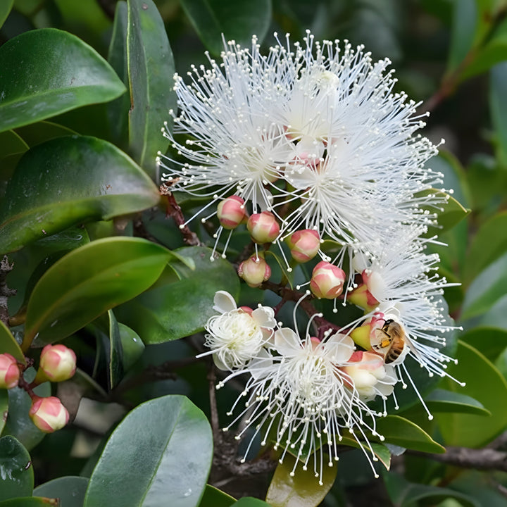Syzygium Australe &