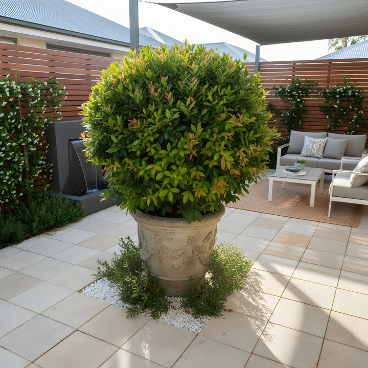 Syzygium Australe &