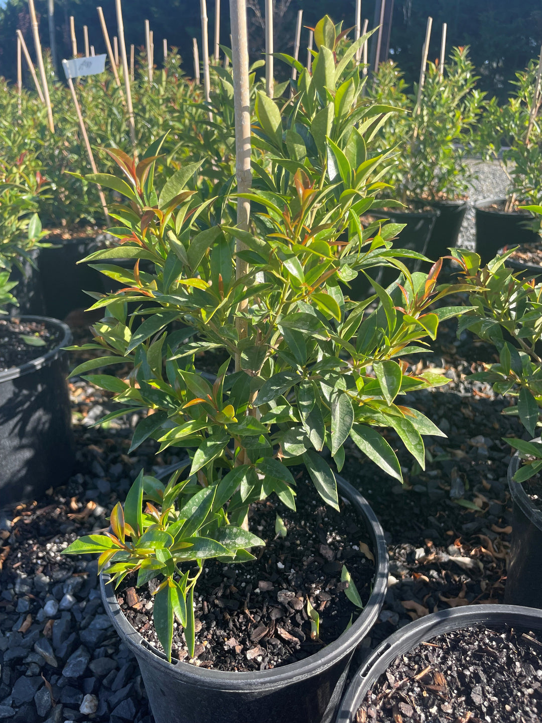 Syzygium Australe 'Up & Away'