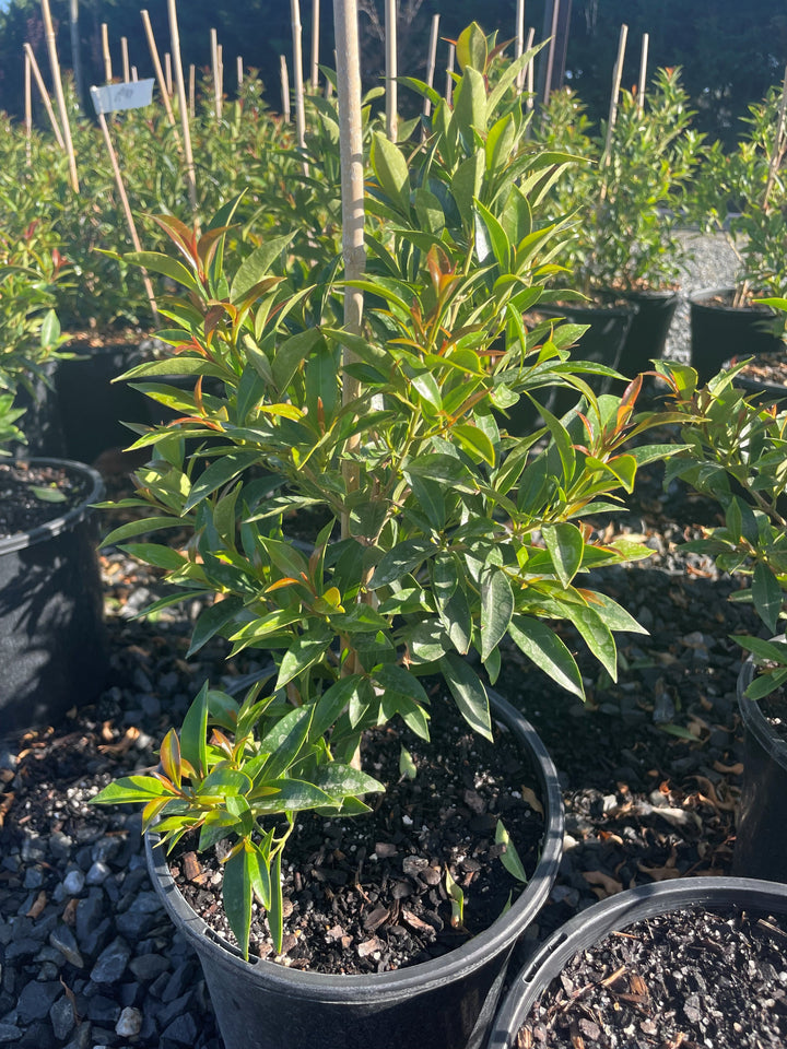 Syzygium Australe 'Up & Away'