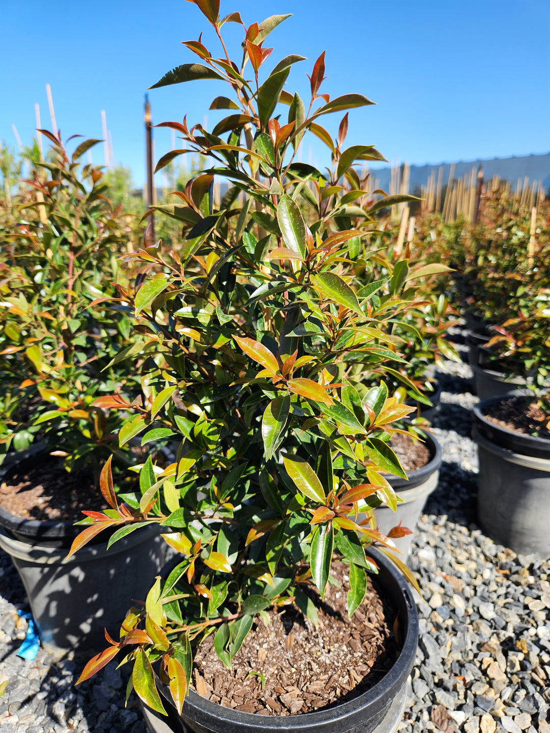 Syzygium Australe 'Up & Away'