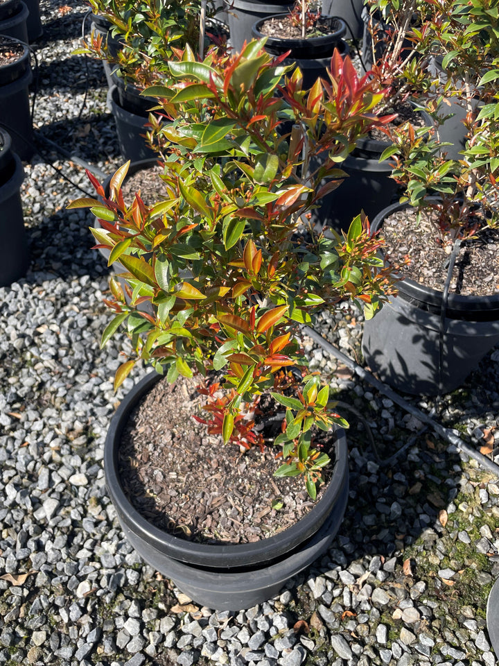 Syzygium Australe 'Up & Away'