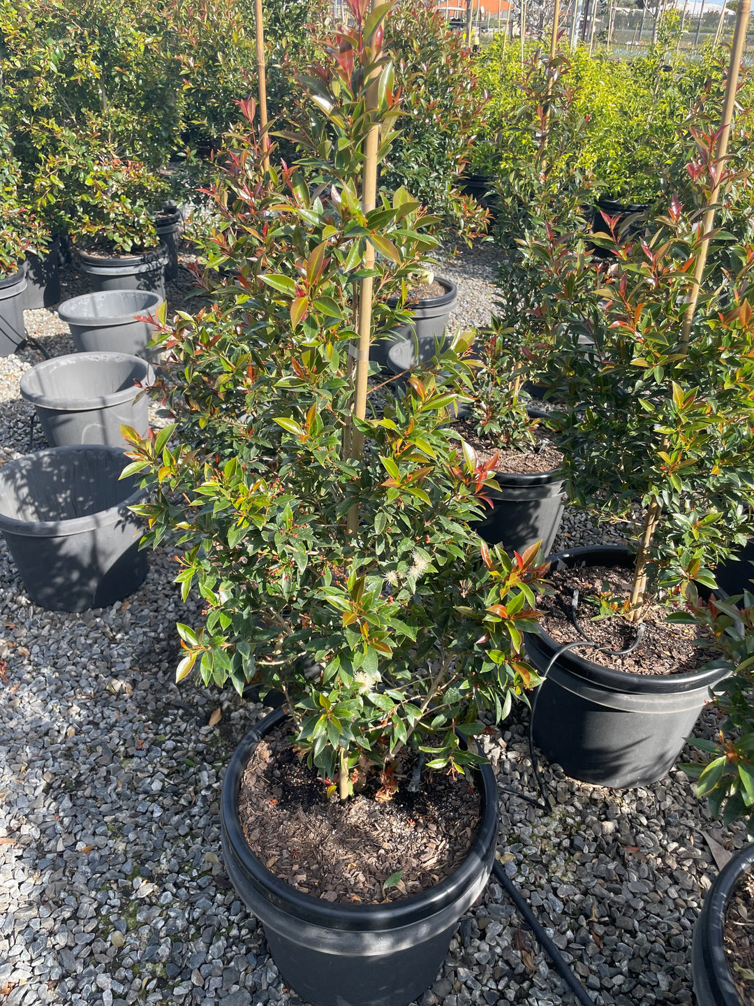 Syzygium Australe 'Up & Away'