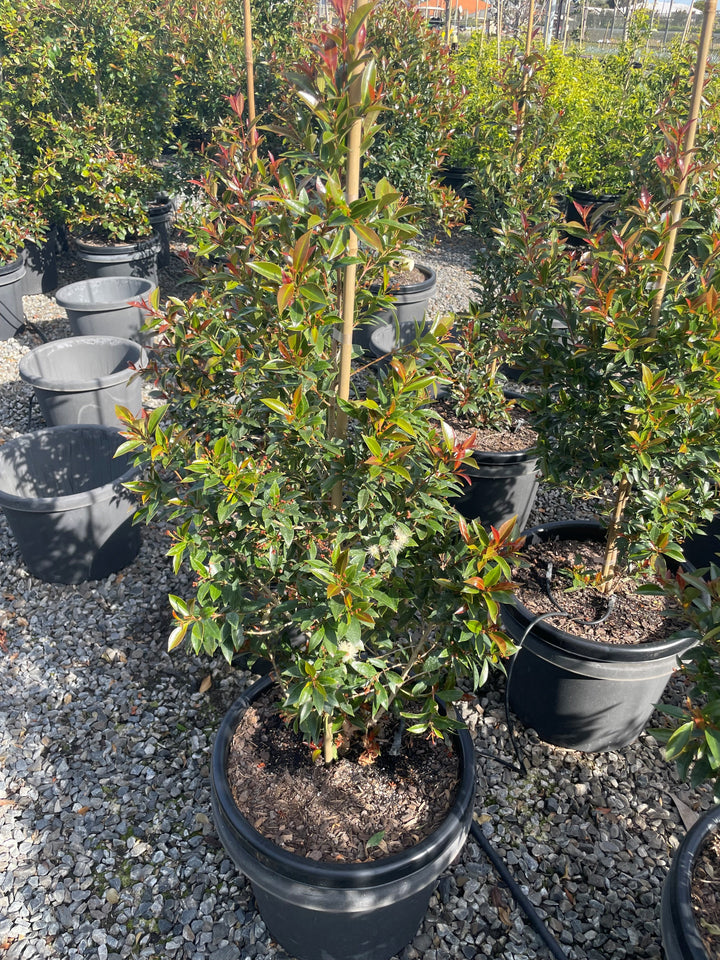 Syzygium Australe 'Up & Away'
