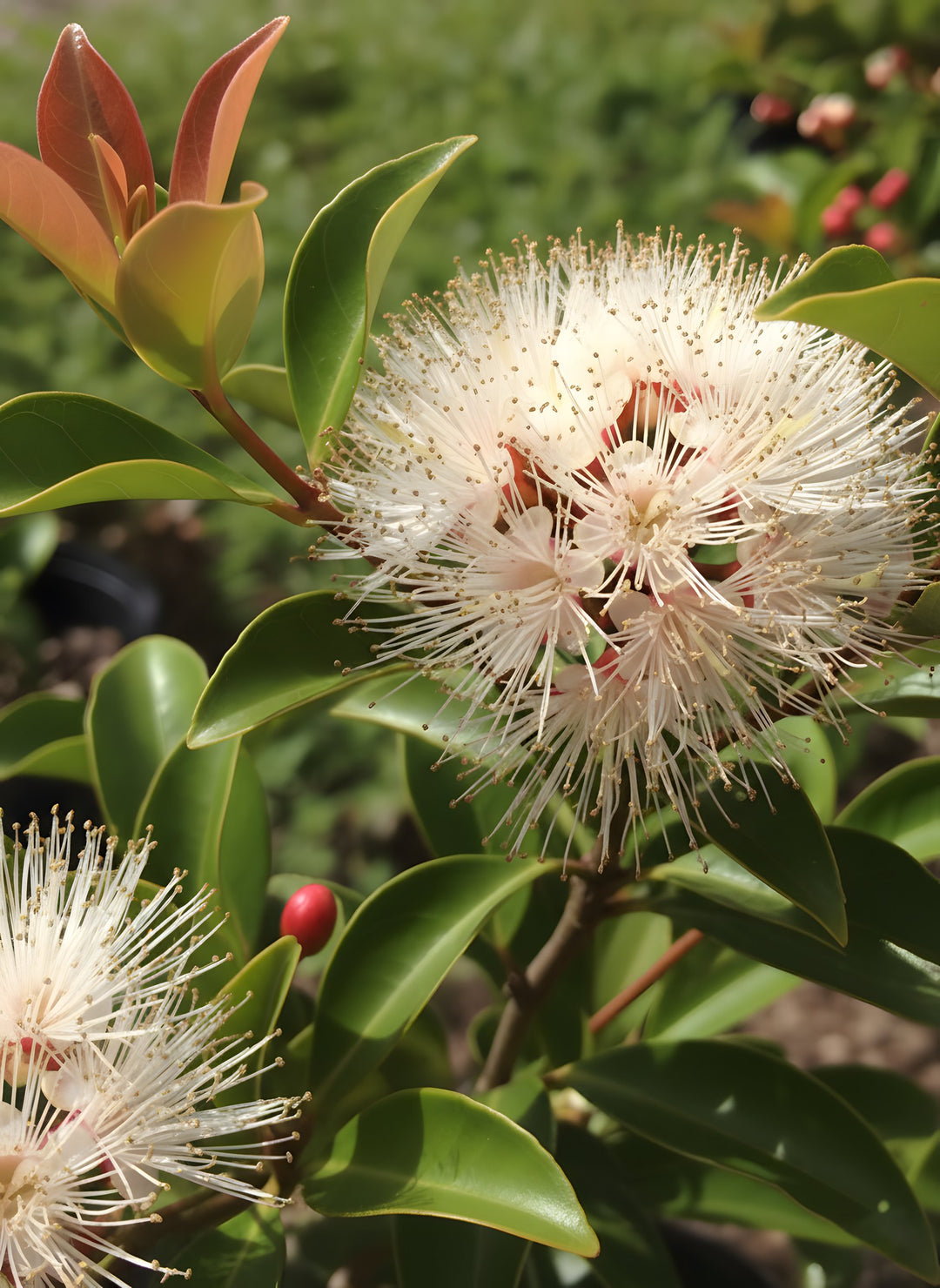 Syzygium australe 'Winter Lights' 300mm Pot for sale Adelaide Plant Co