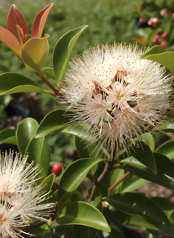 Syzygium australe &